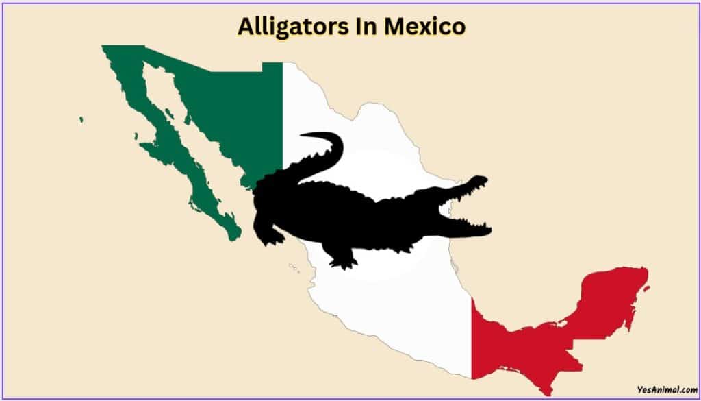 Alligators In Mexico