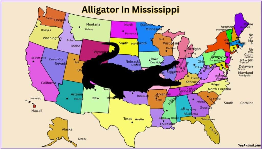 Alligators In Mississippi