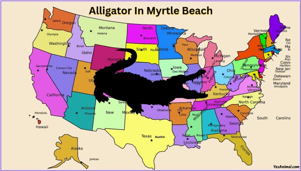 Alligators In Myrtle Beach