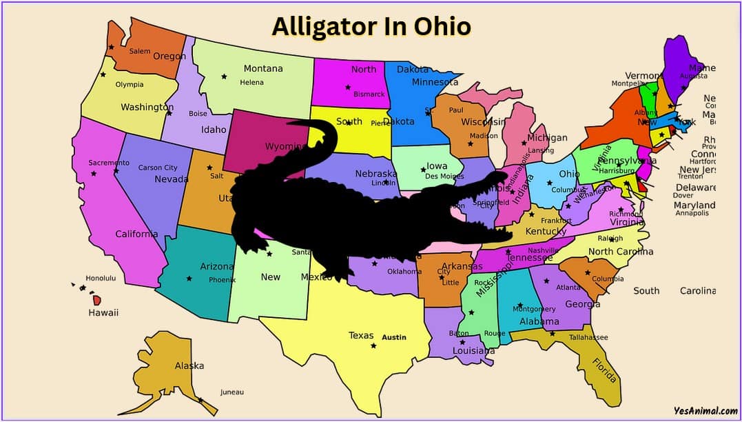 Alligators In Ohio Everything You Need To Know