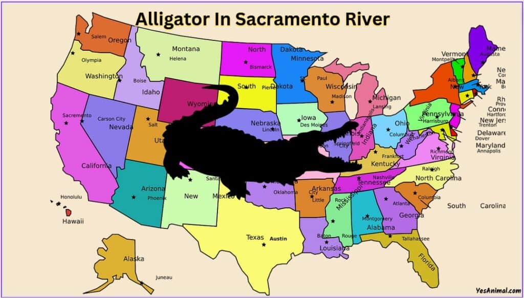 Alligators In Sacramento River