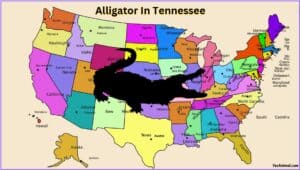 Alligator In Alabama: Everything You Need To Know About Them
