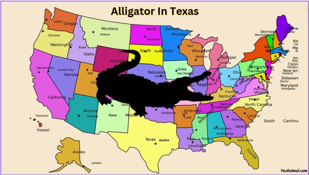 Alligators In Texas