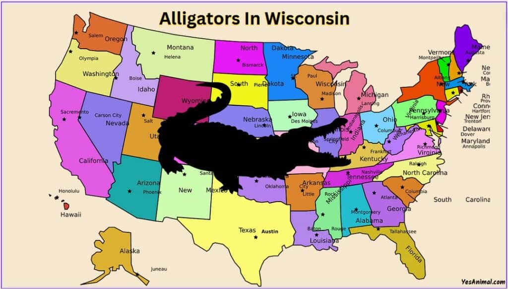 Alligators In Wisconsin