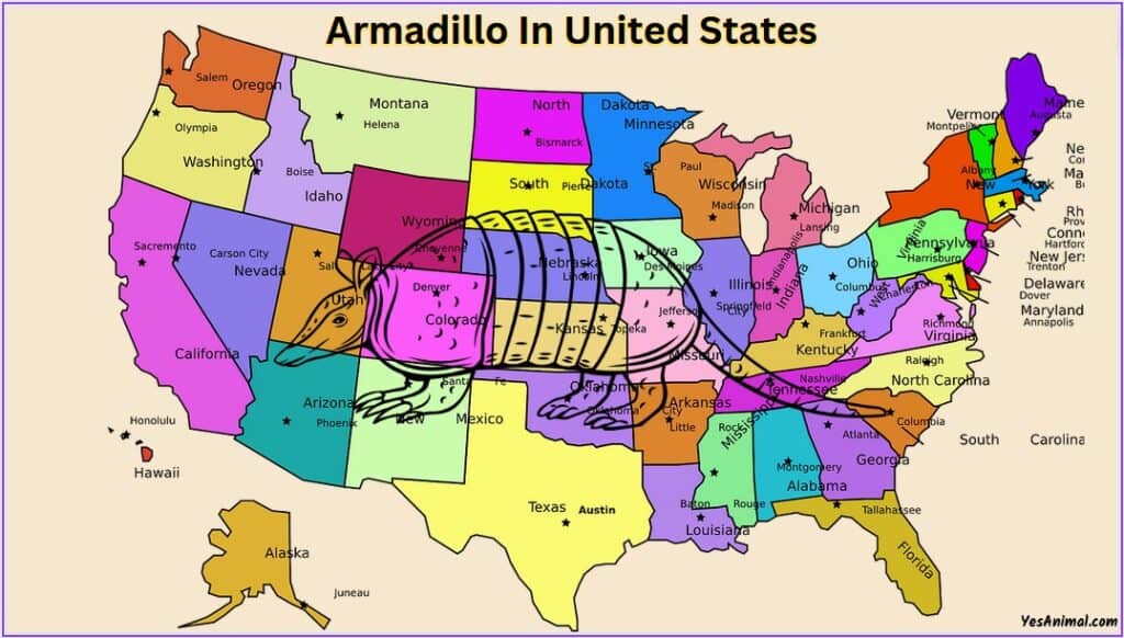 Armadillo In United States