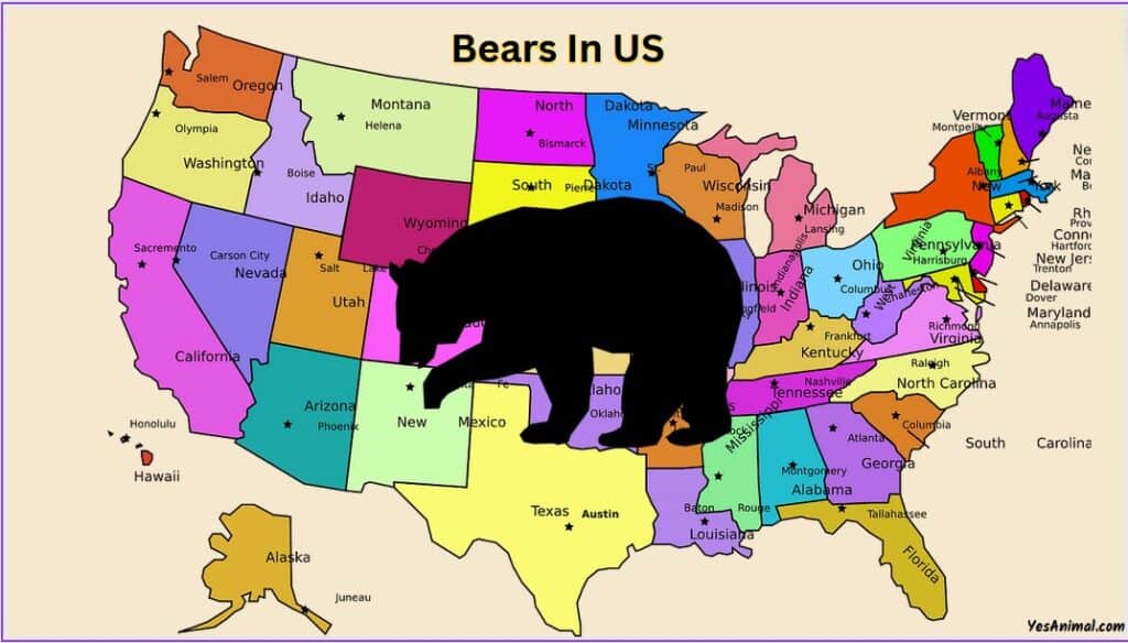 Bears In the United States