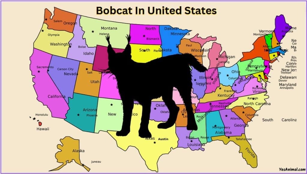 Bobcat In US