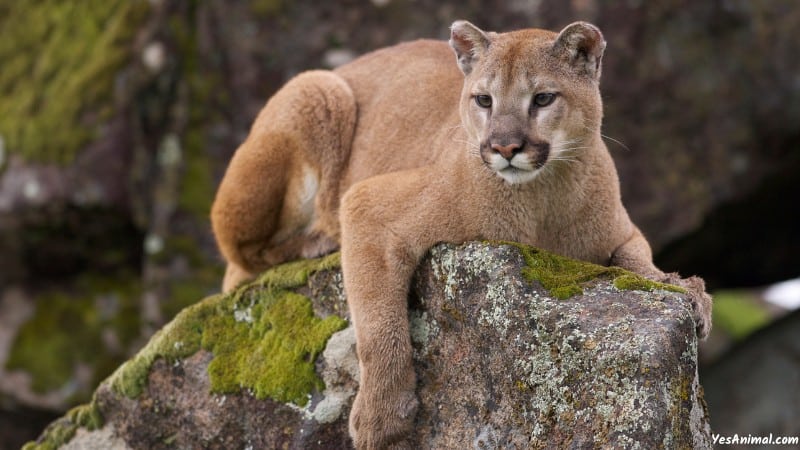 Mountain Lion In US