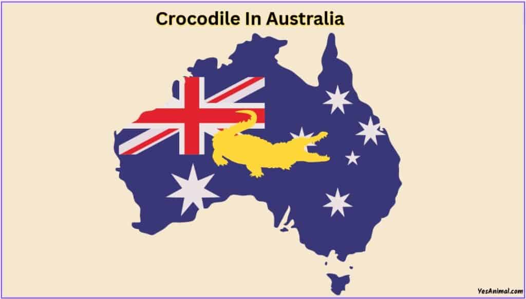 Crocodile In Australia