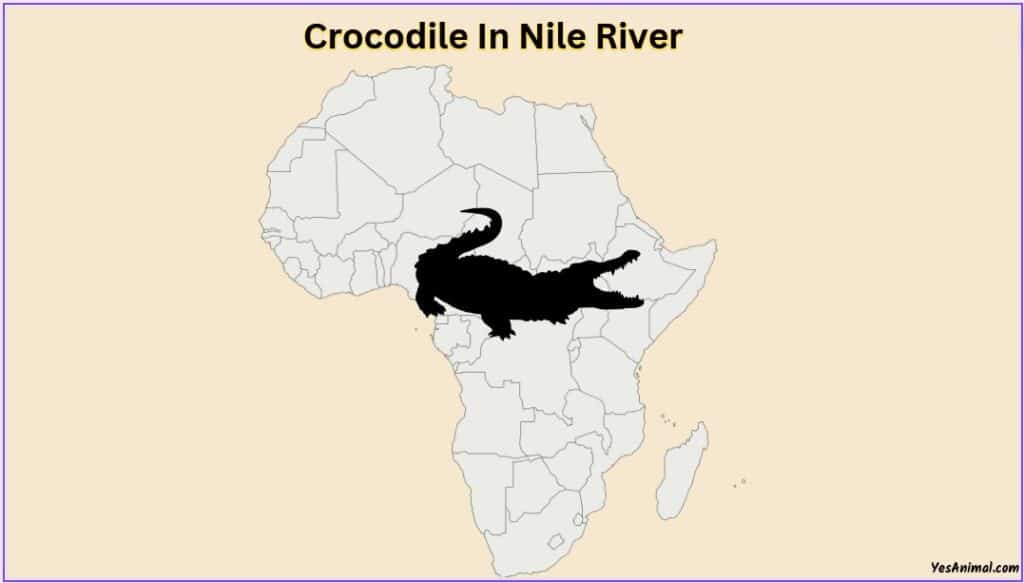 Crocodiles In The Nile River
