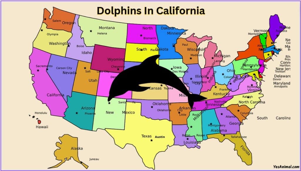 Dolphins In California