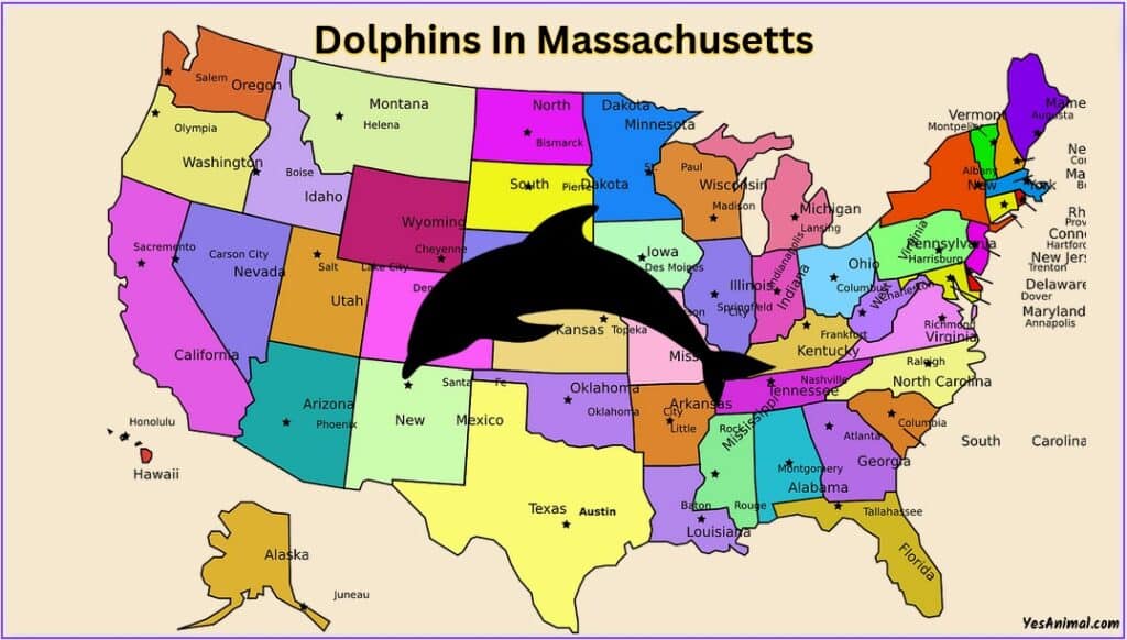 Dolphins In Massachusetts