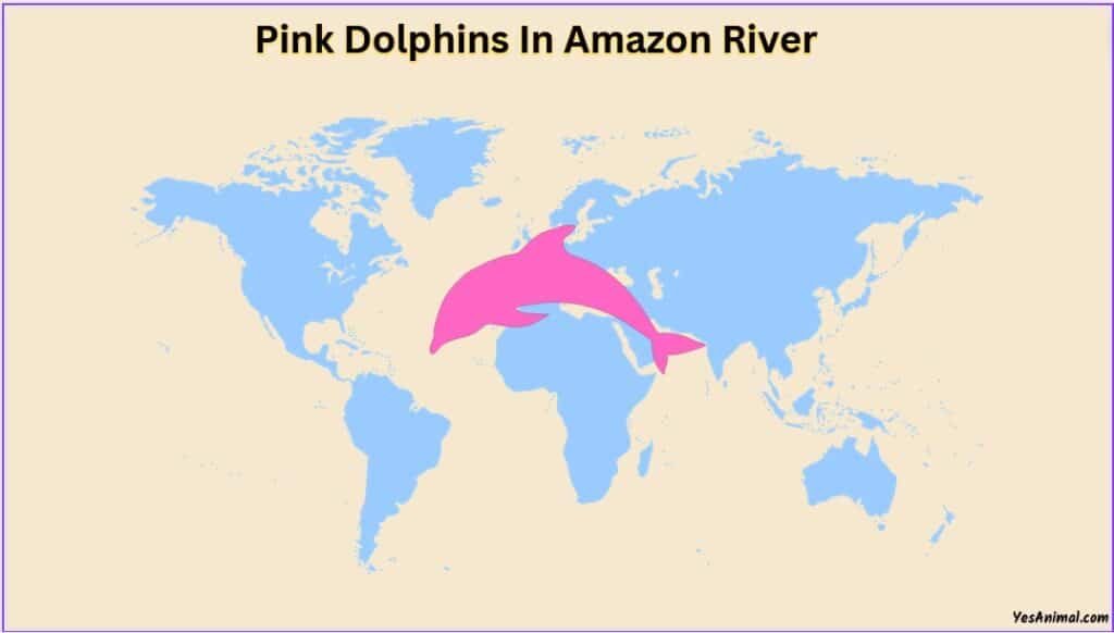 Pink Dolphins In The Amazon
