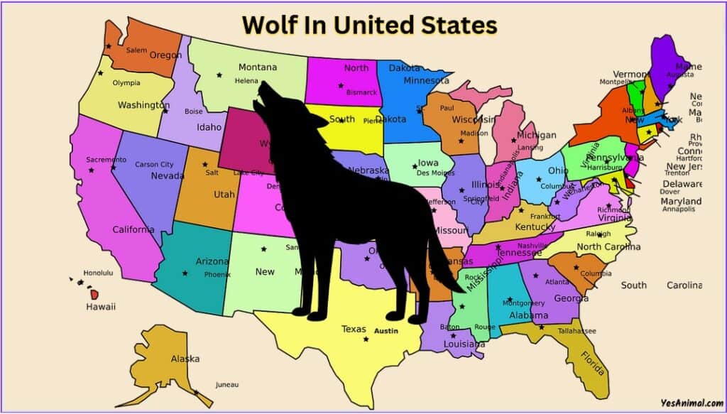 Are There Wolves In US?
