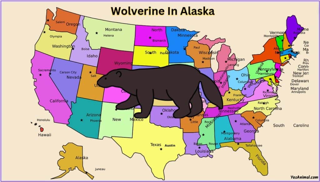 Wolverine In Alaska
