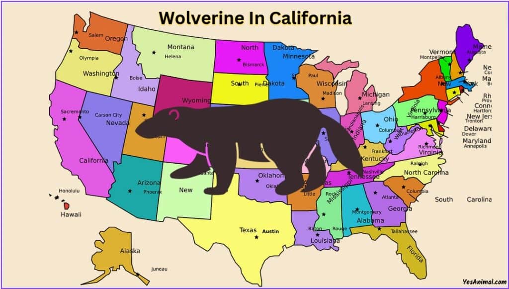 Wolverine In California