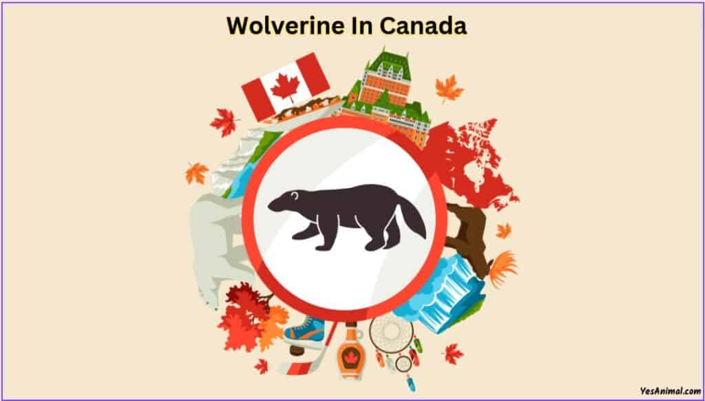wolverine in canada