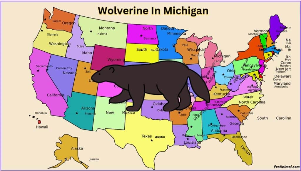 Wolverine In Michigan