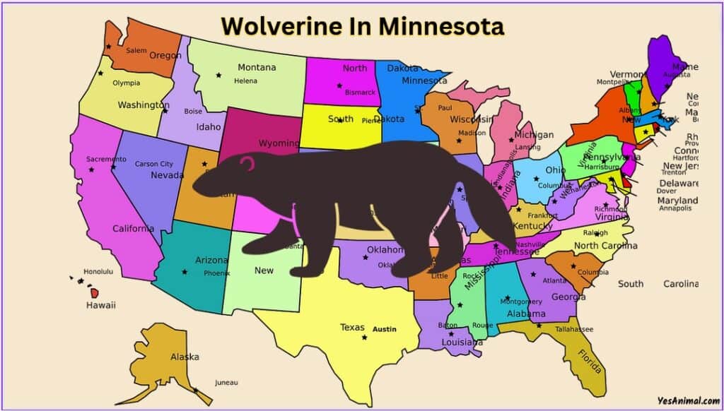 Wolverine In Minnesota