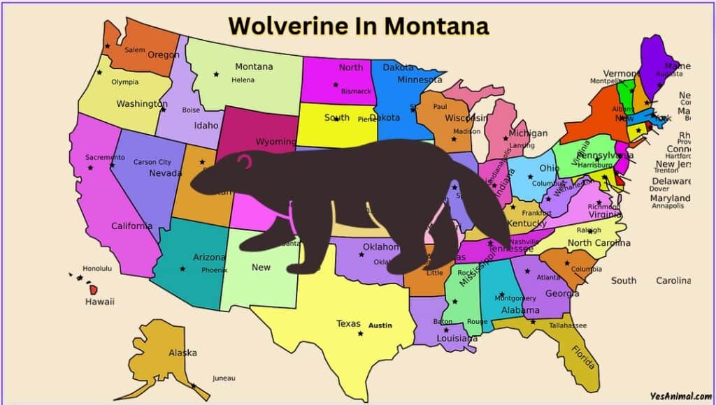 Wolverine In Montana