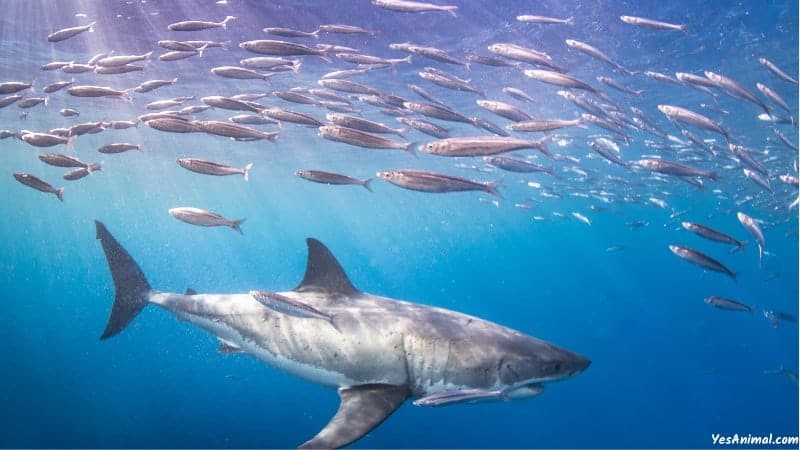 Sharks In Bahamas