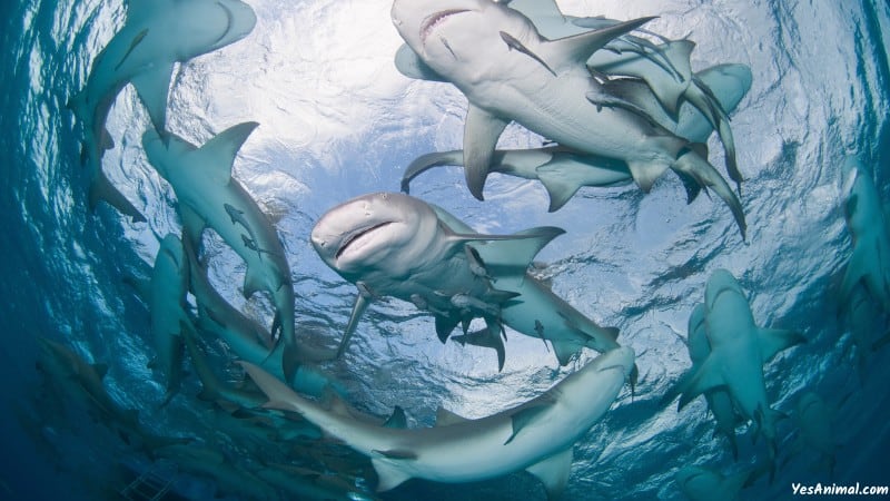 Sharks In Cape Cod