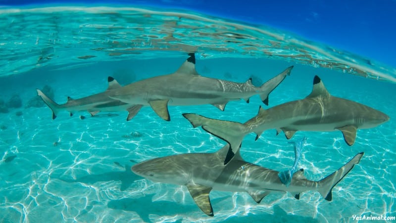 Sharks In Florida