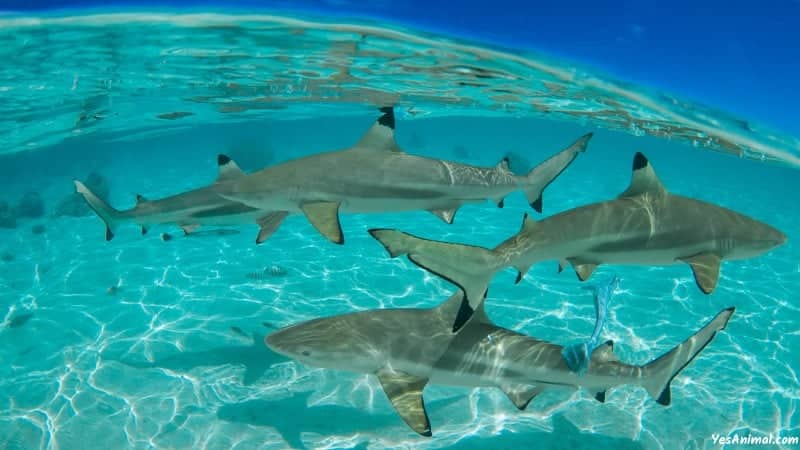 Sharks In Greenland