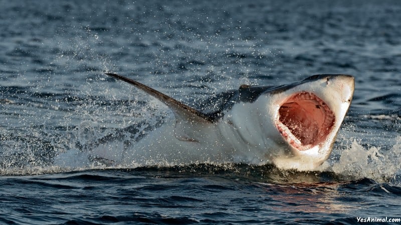 Sharks In Hawaii