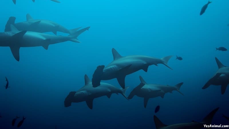 Sharks In Maui