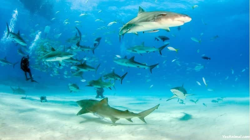 Sharks In New Smyrna Beach