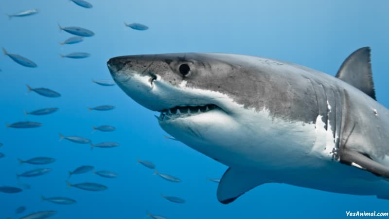 Great White Sharks In North Carolina