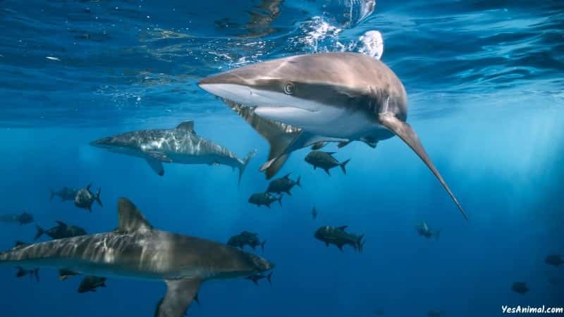 Sharks In Orange Beach