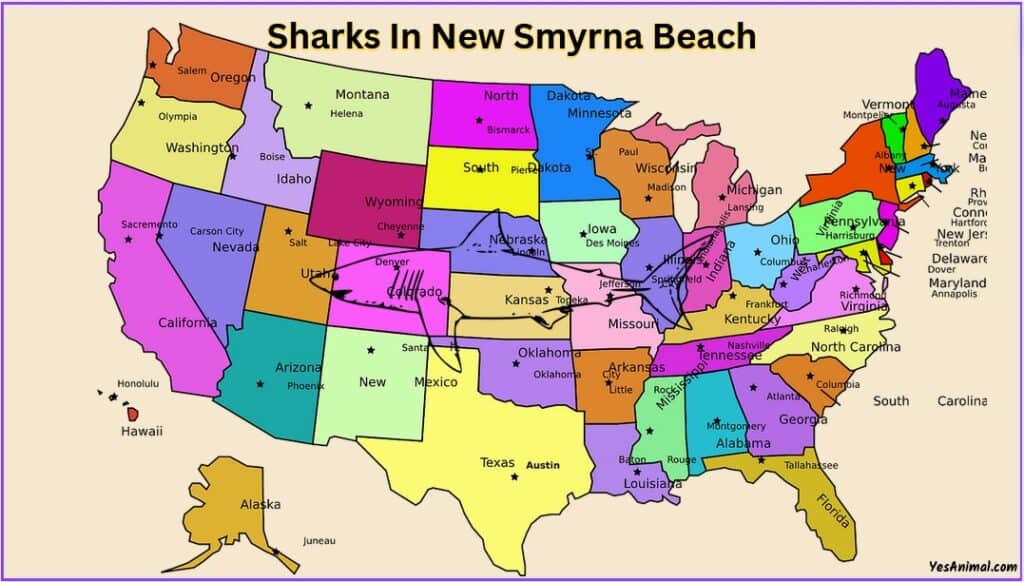 Sharks In New Smyrna Beach