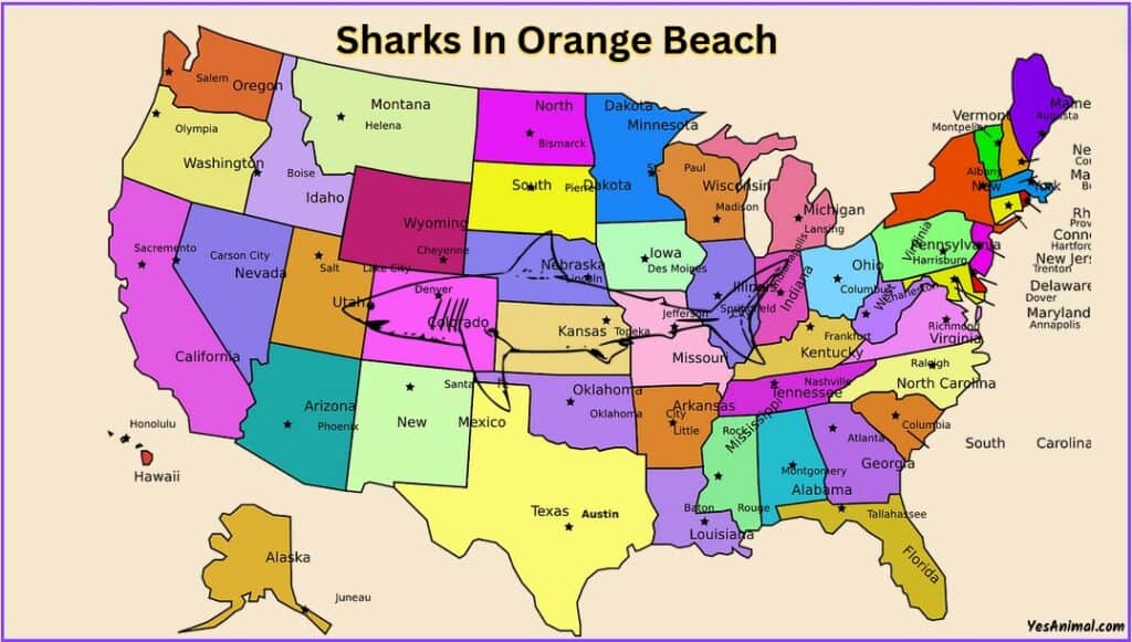 Sharks in orange beach