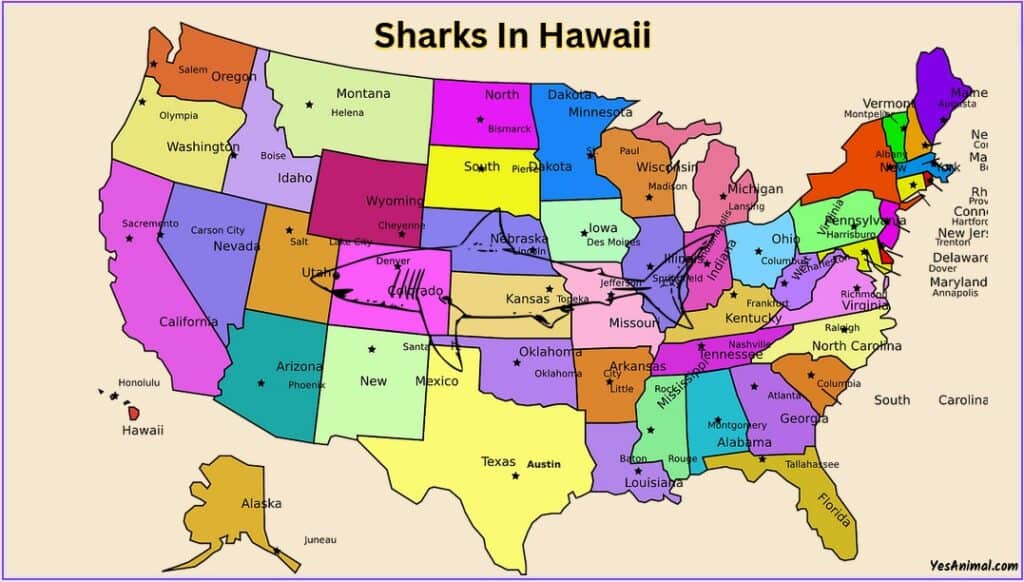 Sharks In Hawaii