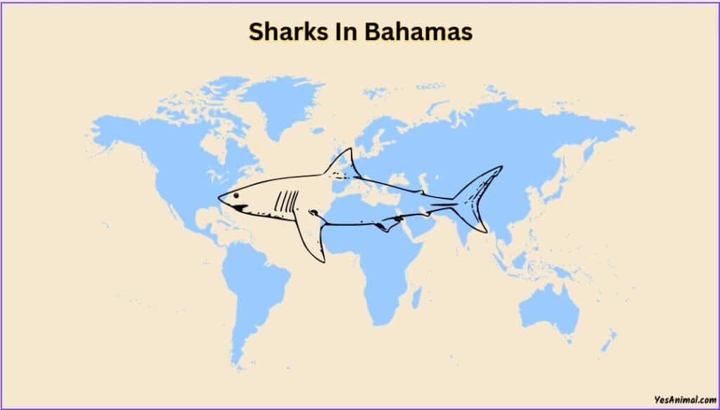 Sharks In The Bahamas