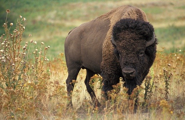 bison 60592 640