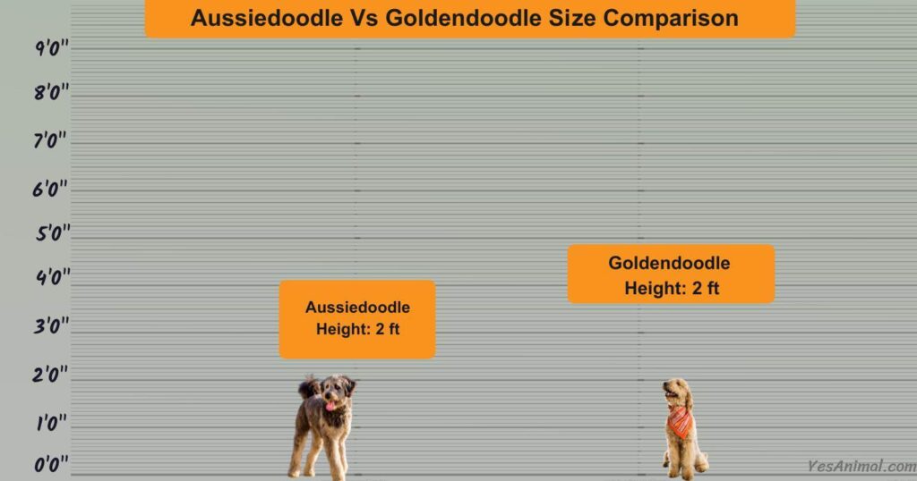 Aussiedoodle Vs Goldendoodle Size Comparison