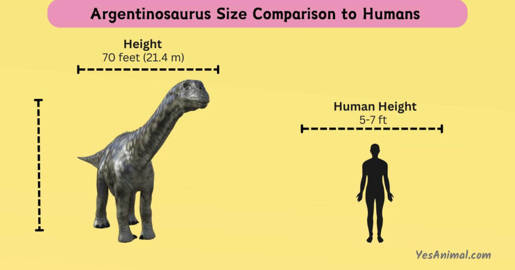 Argentinosaurus Size Comparison to Humans