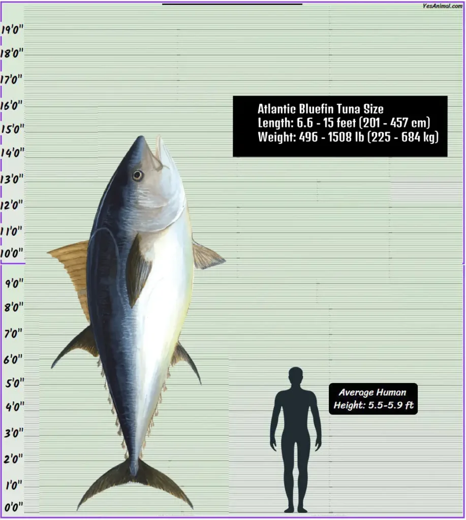 Atlantic Bluefin Tuna Size