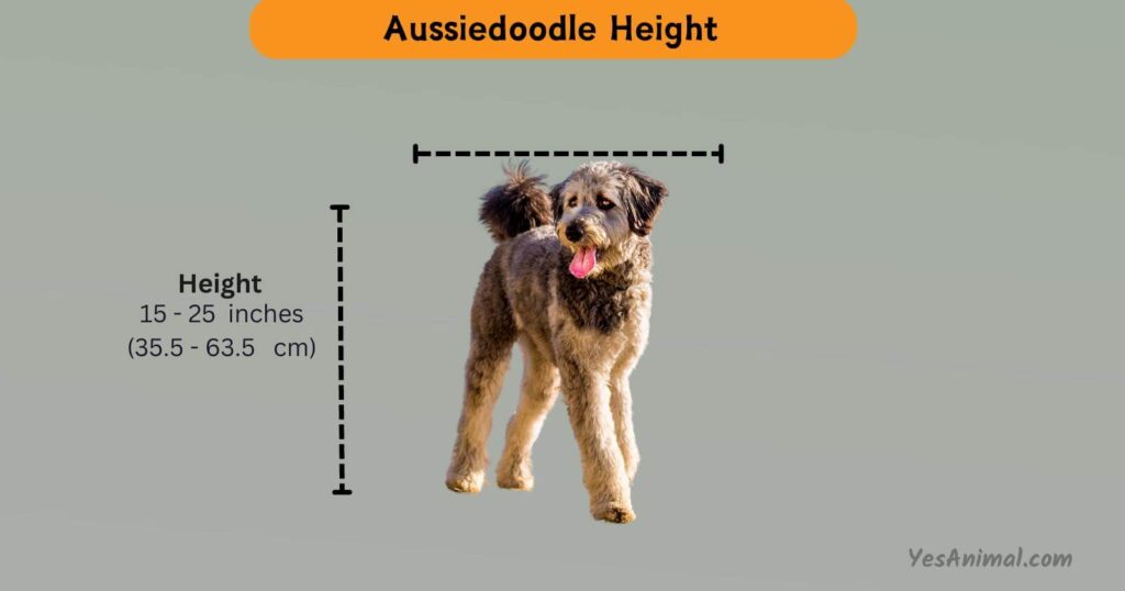 Aussiedoodle Height