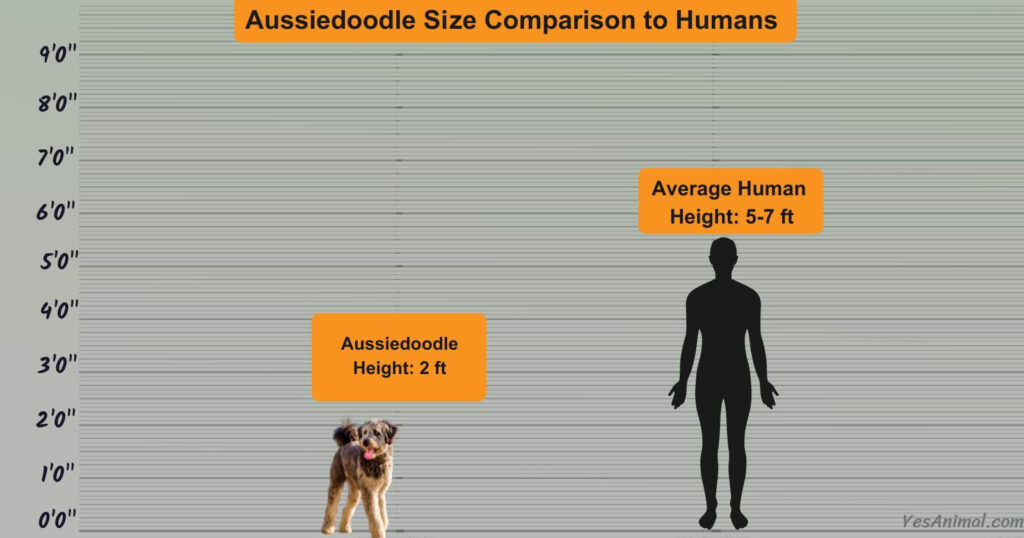 Aussiedoodle Size Comparison to Humans