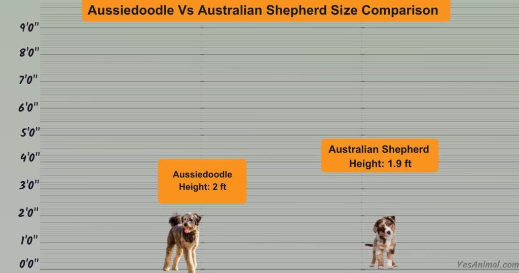 Aussiedoodle Vs Australian Shepherd Size Comparison
