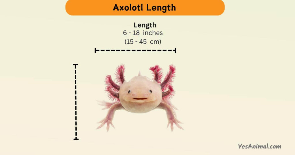Axolotl Length