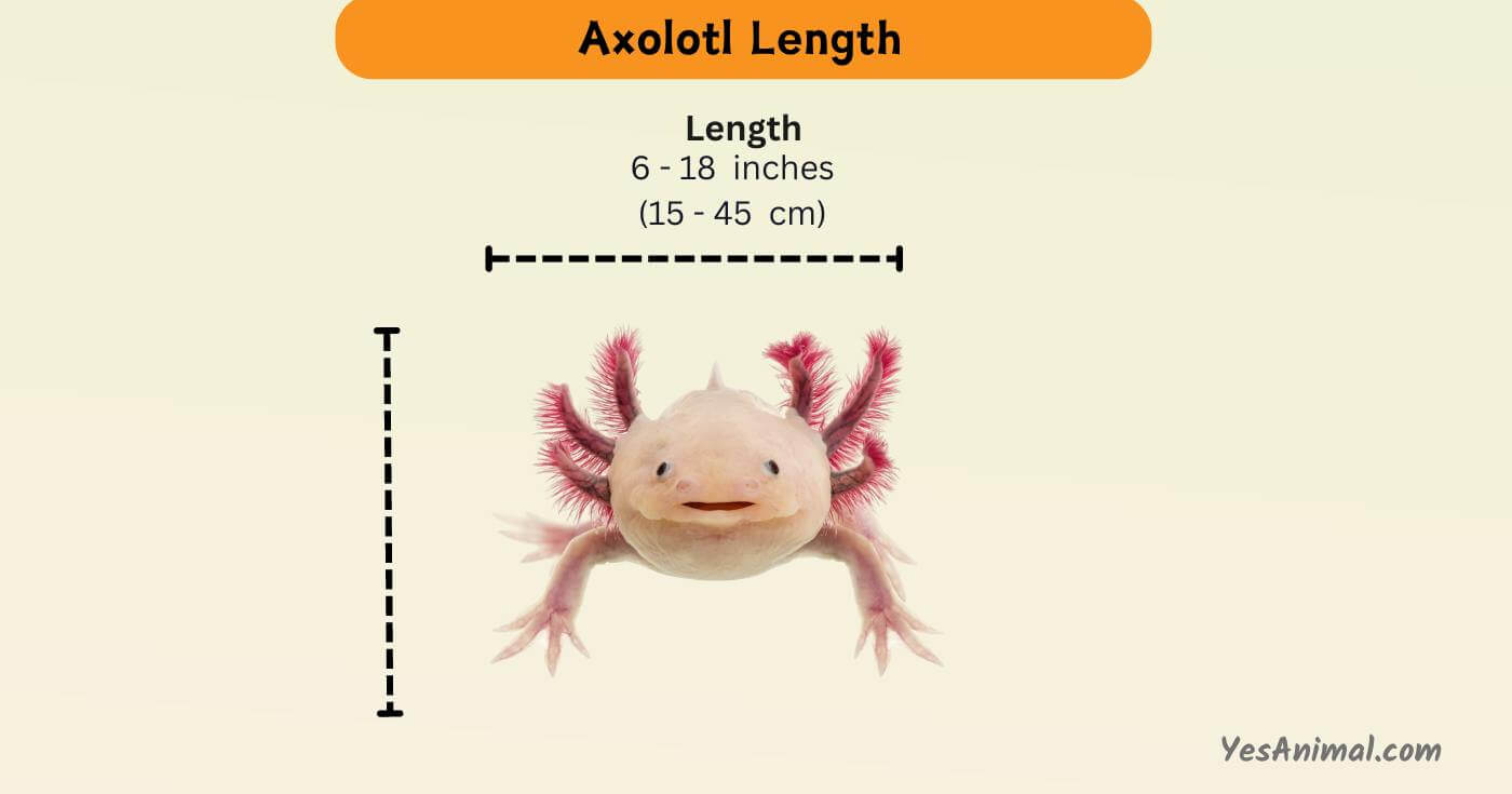 Axolotl Size Secrets: Unlocking the Growth Enigma 2024