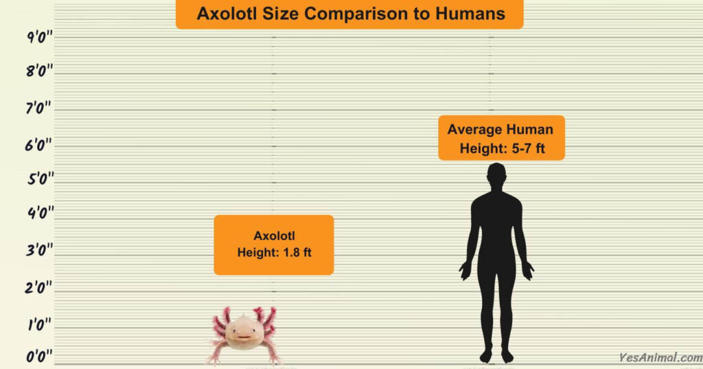 Axolotl Size Comparison to Humans