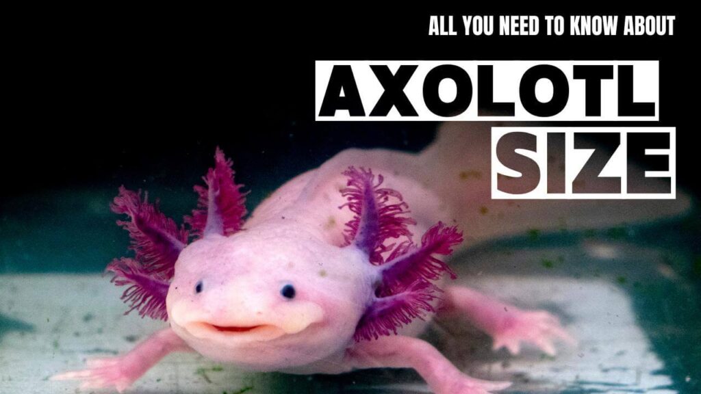 Axolotl Size Secrets: Unlocking the Growth Enigma 2024