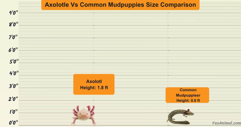 Axolotle Vs Common Mudpuppies Size Comparison