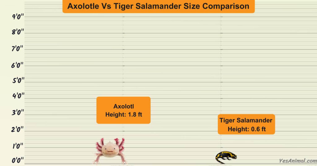 Axolotle Vs Tiger Salamander Size Comparison